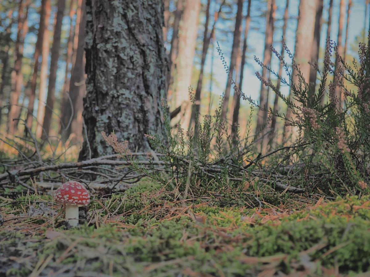 Morskie Domki Kopalino Caloroczne Lubiatowo  Eksteriør bilde